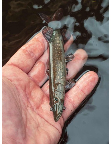 FOX RAGE ULTRA-REALISTIC PIKE REPLICANT 25CM