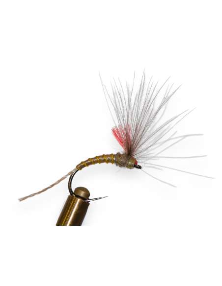 MOSCA EMERGENTE CARNINA Nº18