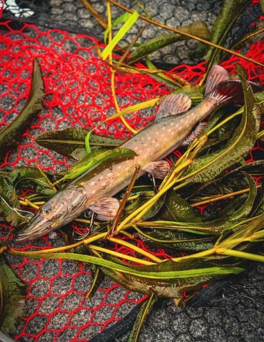 FOX RAGE ULTRA-REALISTIC PIKE REPLICANT 40CM