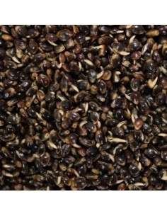 PARTICLES FOR FISHING CAÑAMON COCIDO 1KG 2