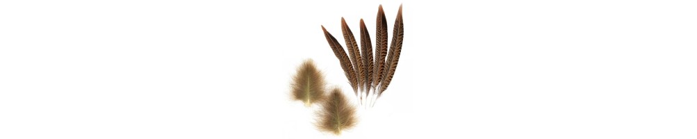PLUMAS Y CDC